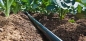 Preview: T-Tape 22mm, Wandstärke 8 mil (0,25mm), Tropferabstand 30 cm, Wasserabgabe je Tropfer 1 l/h, 1695 m/Rolle Typ: T-Tape 708-30-340